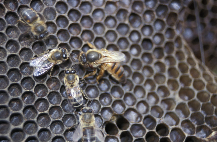 Sex And The Single Bee Behaviour Ecology And Evolution Lab