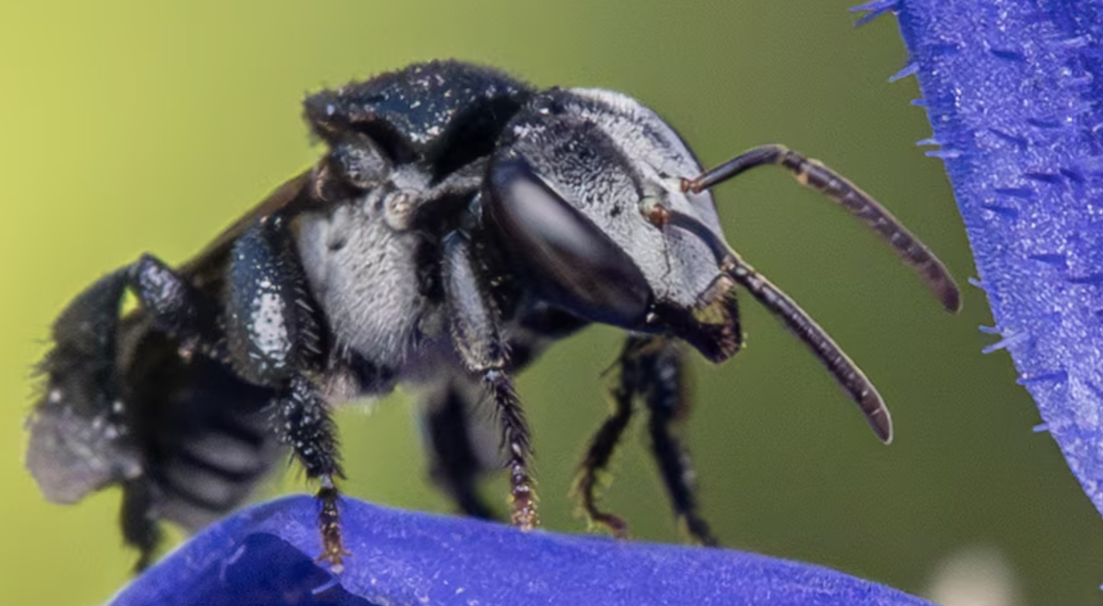 Stingless bee honey research in the news!