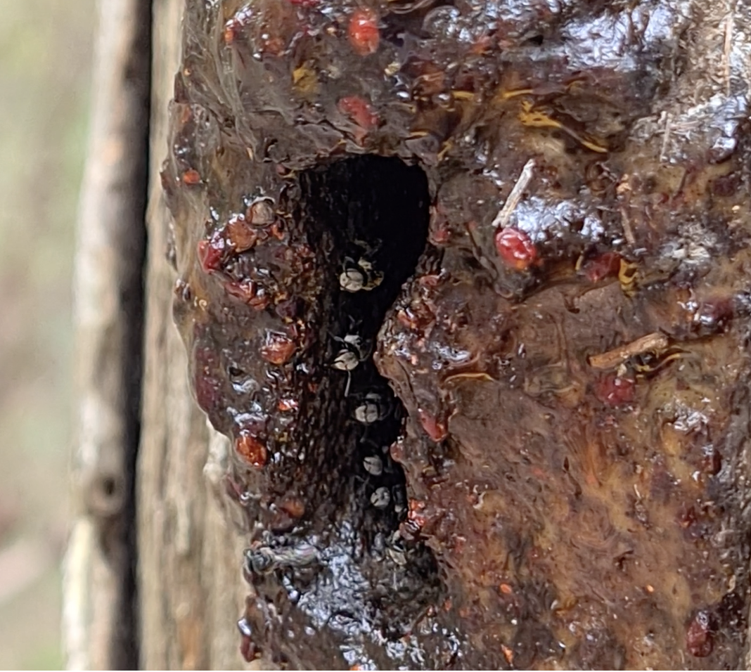 New paper: stingless bee takeovers and turnovers