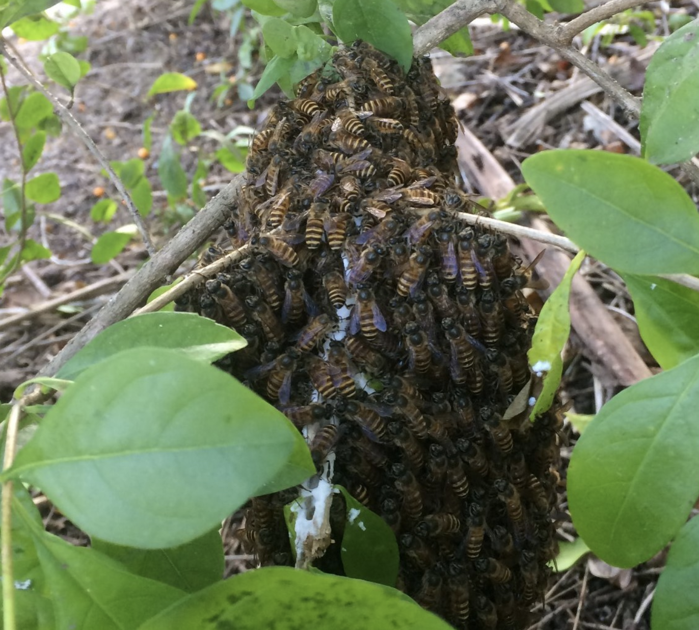 New paper: founder effects in invasive honey bees