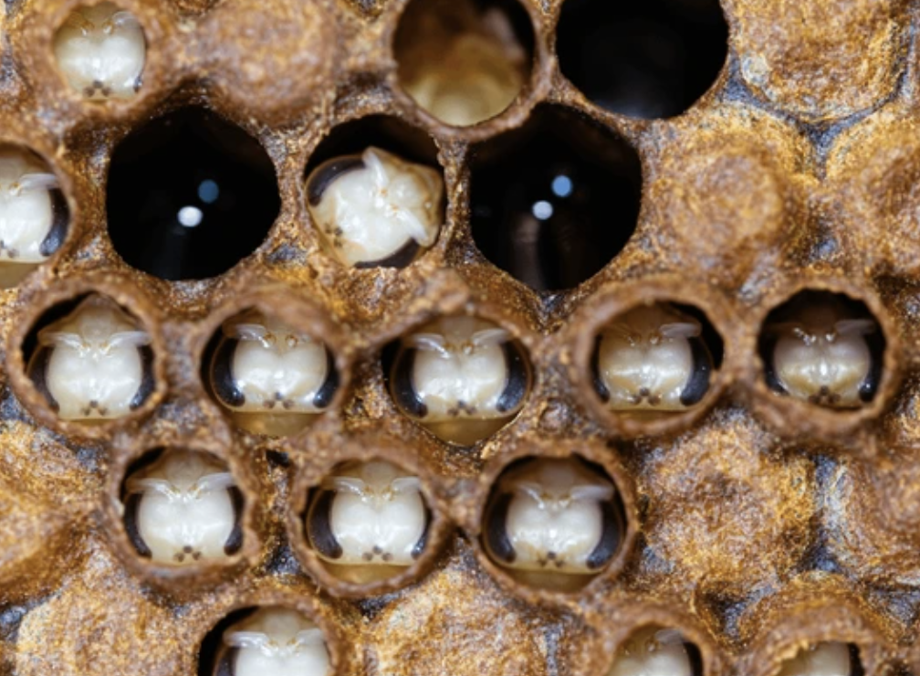 New paper: DWV in honey bees