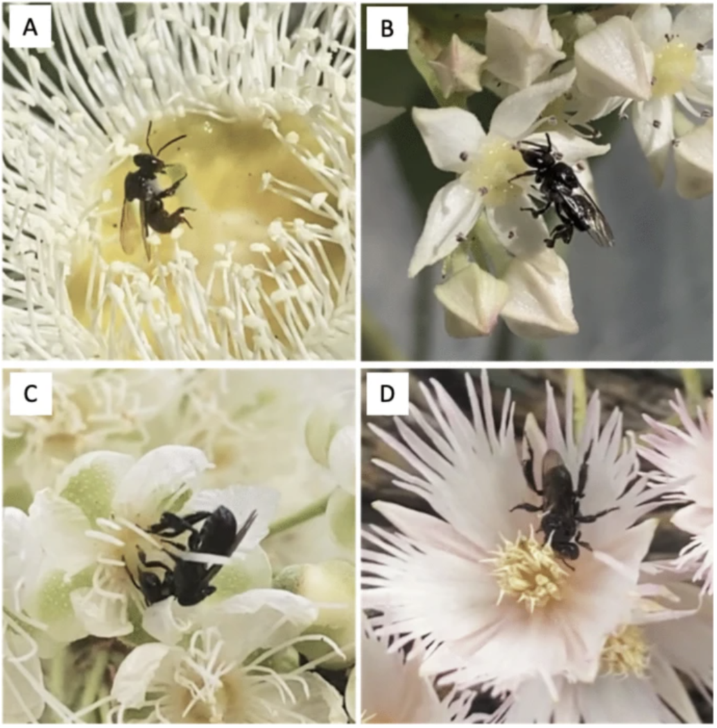 New paper: pollen transport by stingless bees