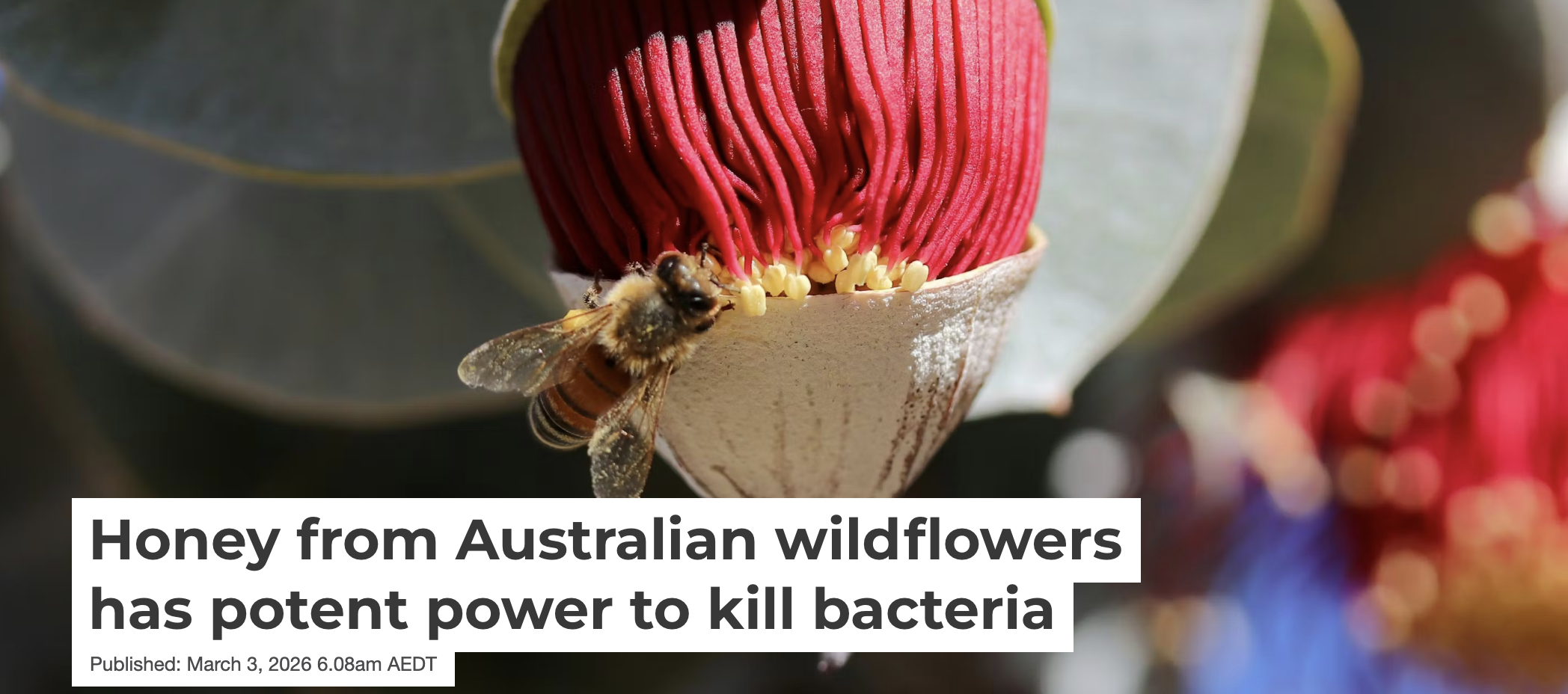 Honey research in the news