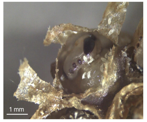 New species of stingless bee mite