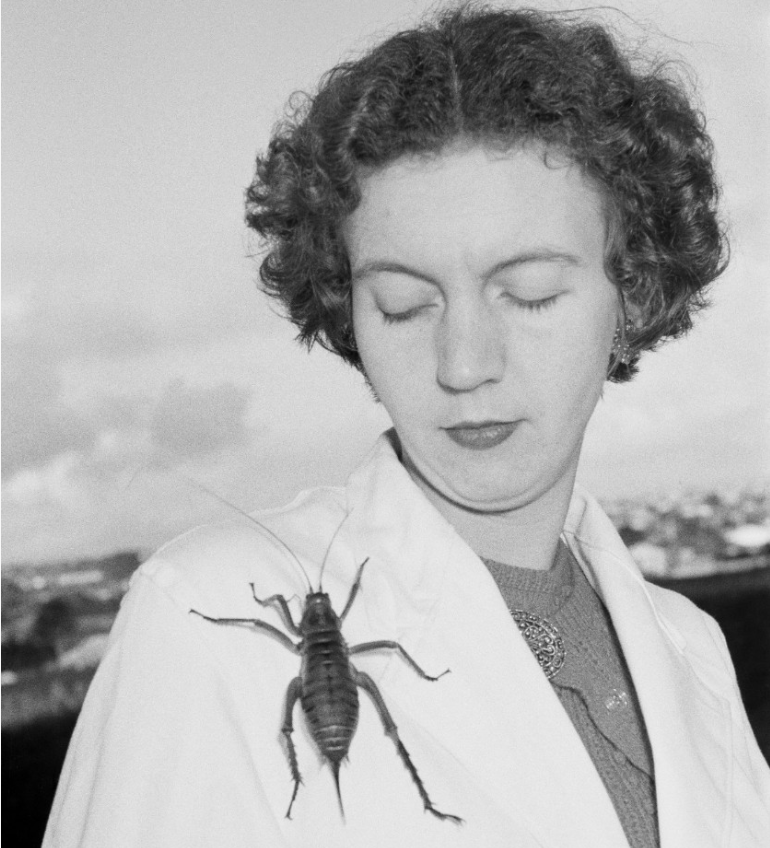 Aola Richards Sydney Insect Hub